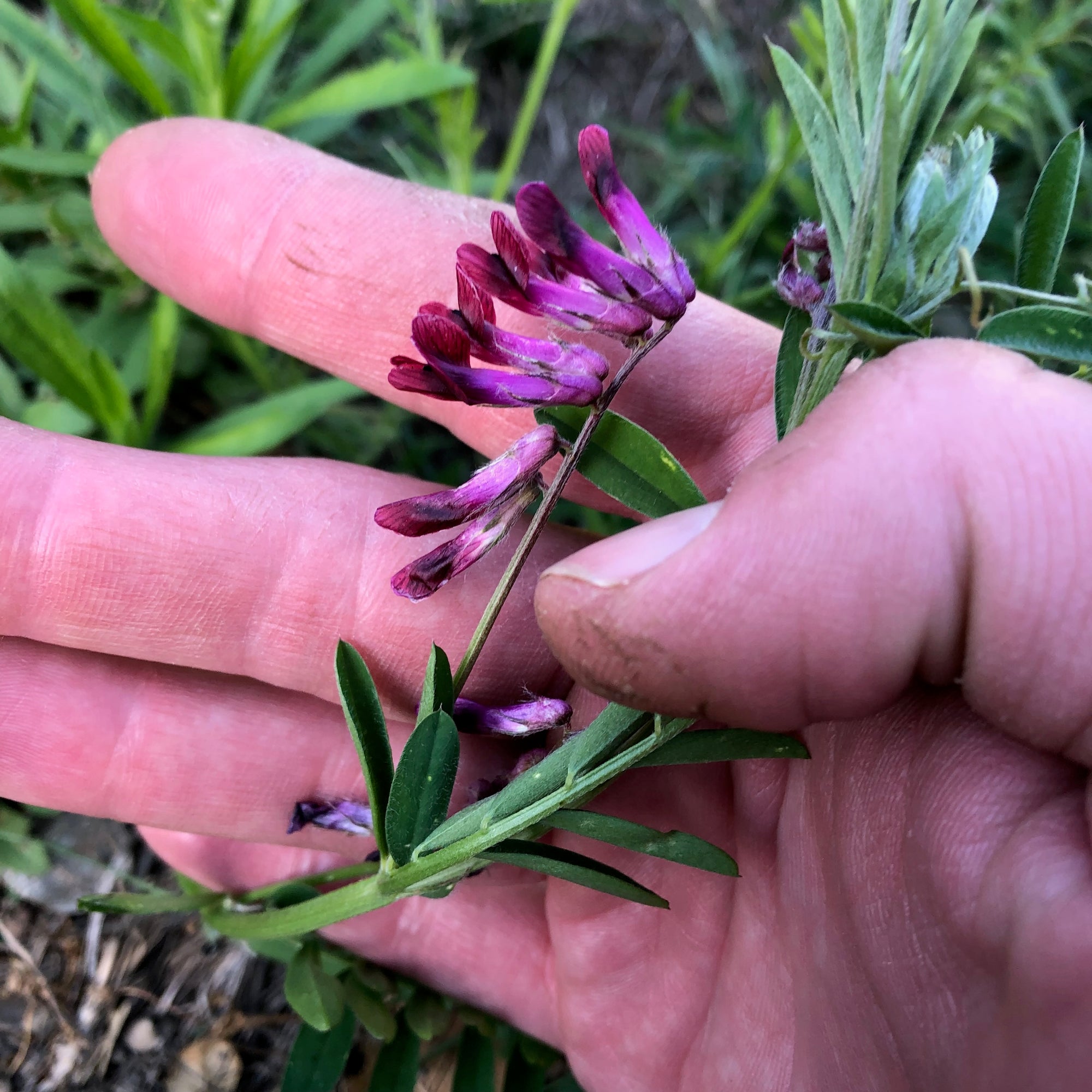 Purple Vetch Flower