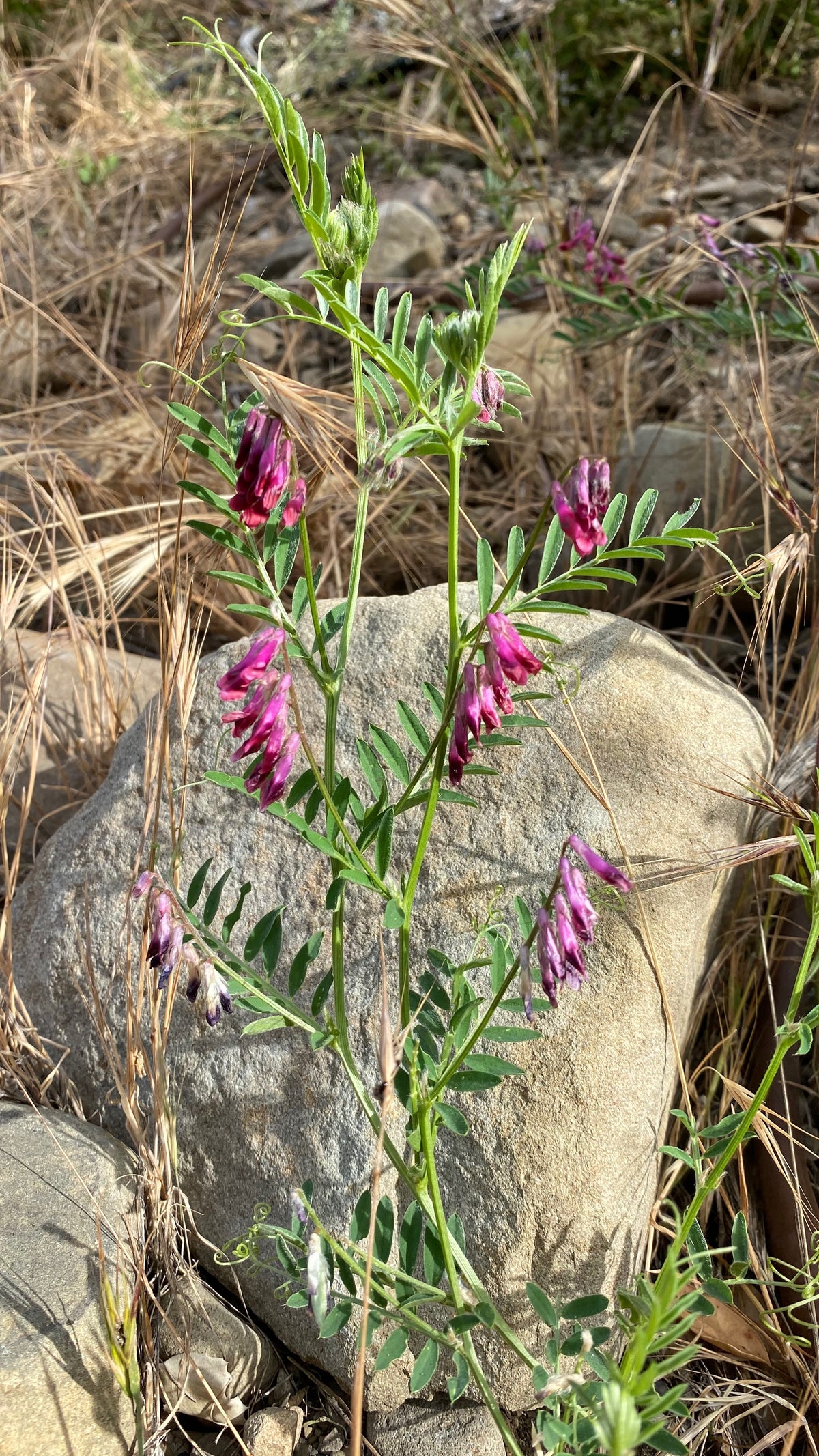 Purple Vetch growing tall!