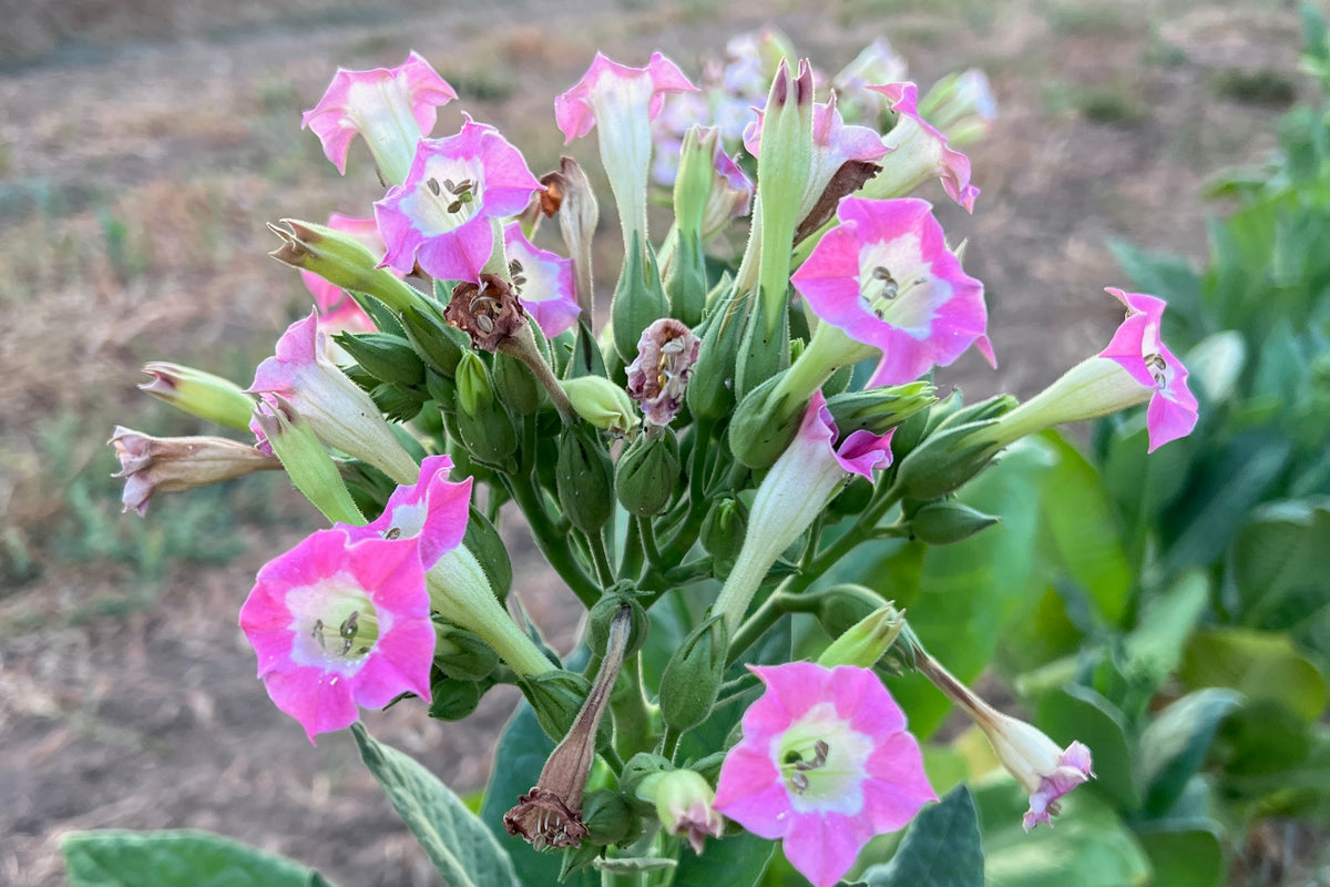 Virginia Tobacco Seed (Tabacum species)