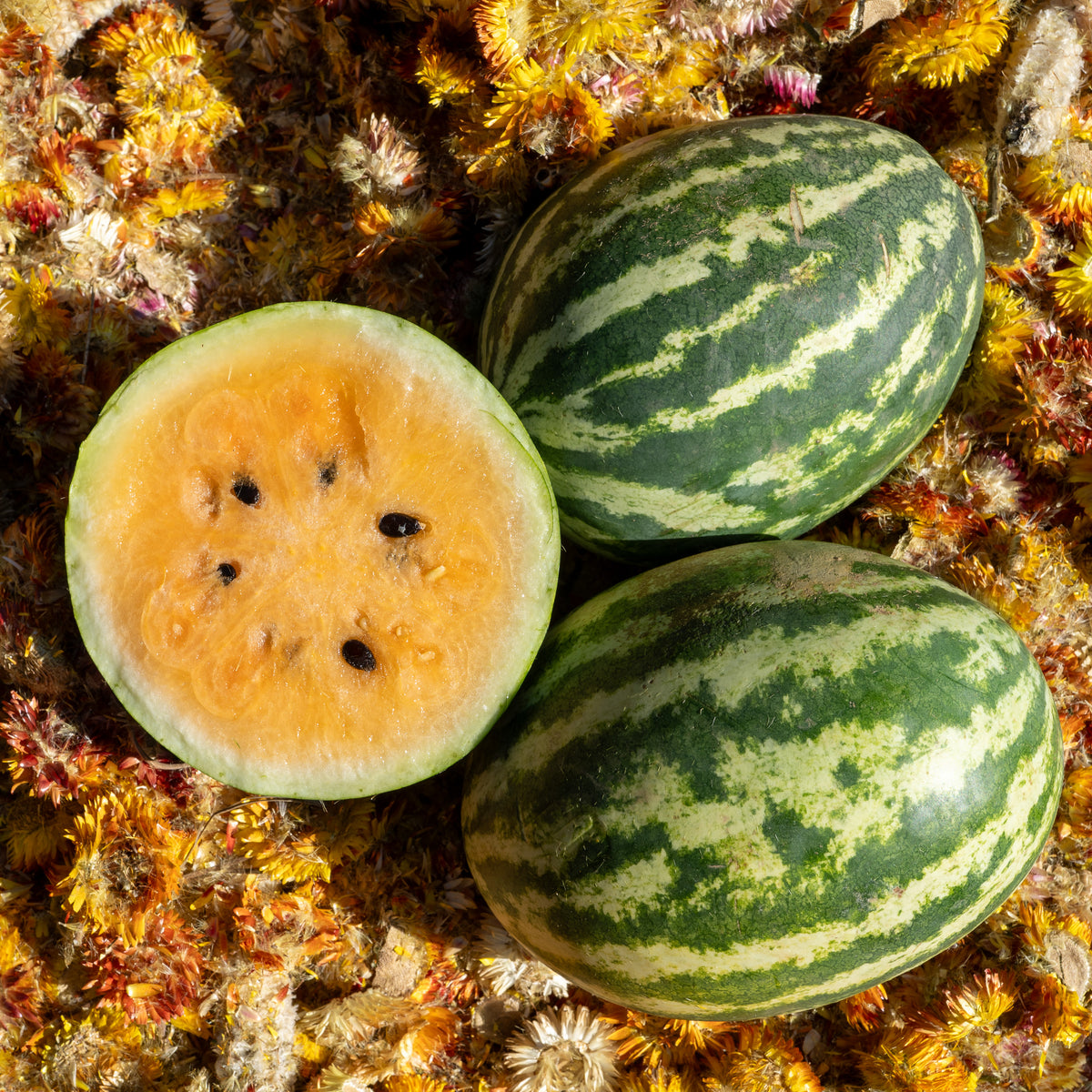 Mountain Sweet Yellow Watermelon