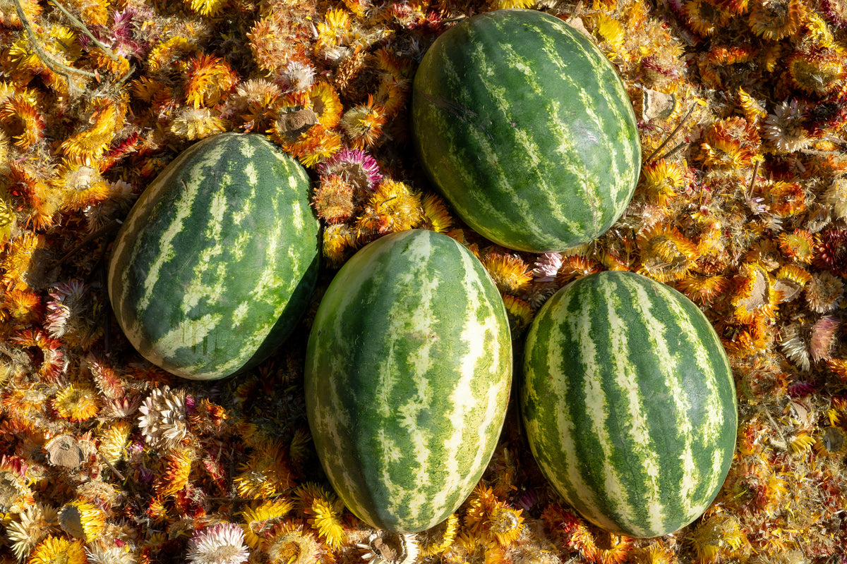 Mountain Sweet Yellow Watermelon