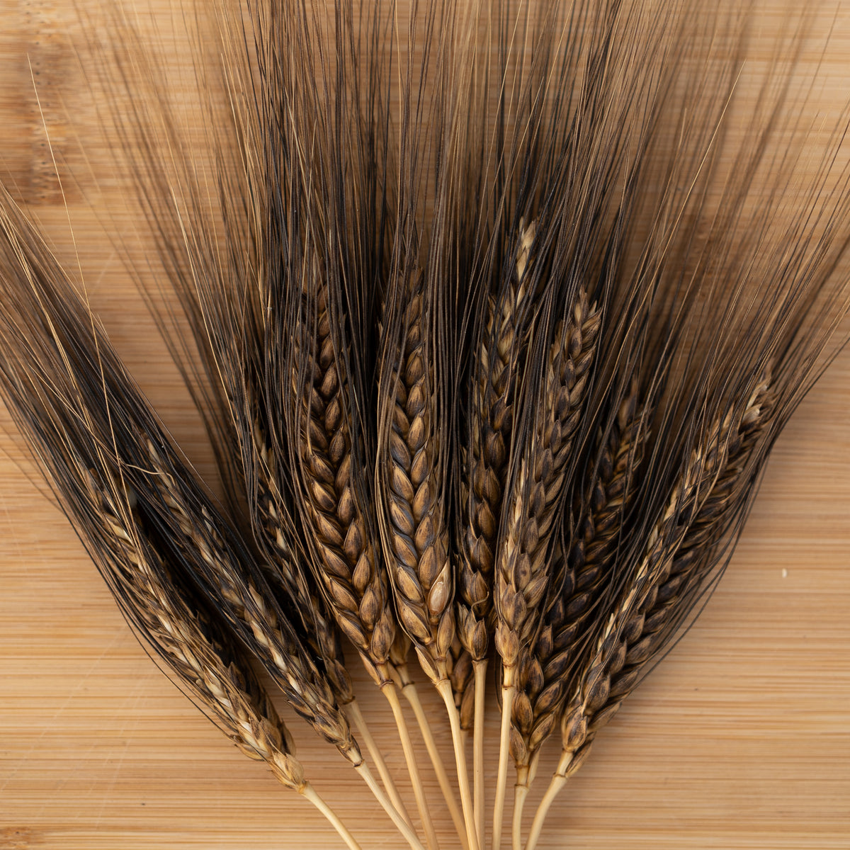 Black Eagle Spring Wheat