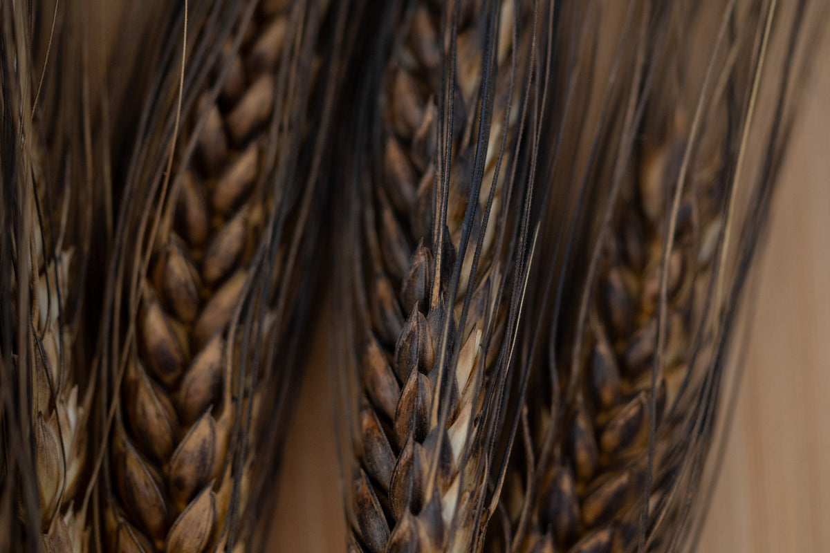 Black Eagle Spring Wheat