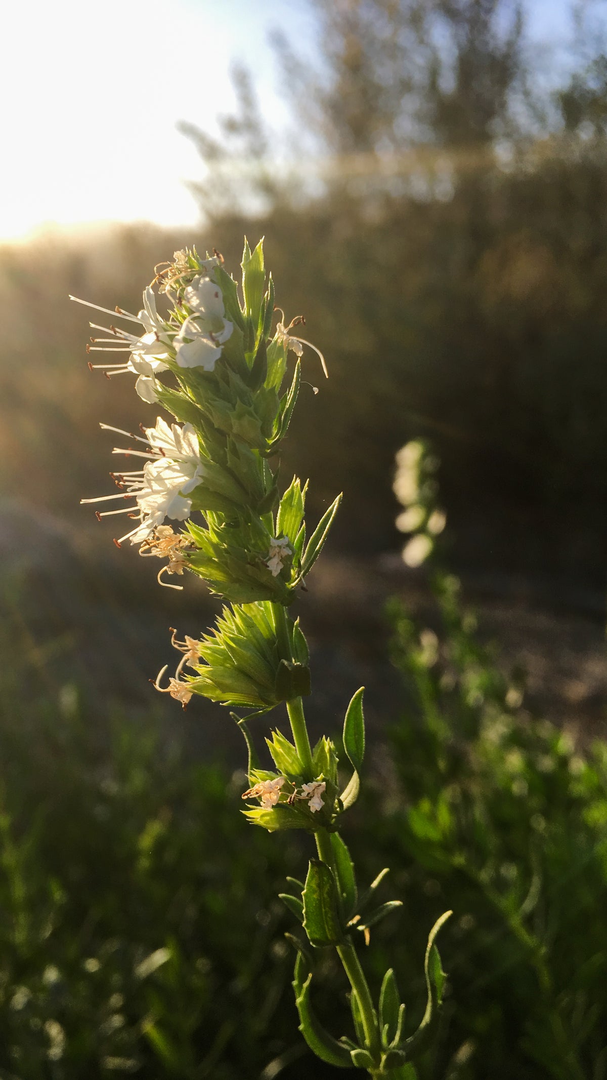 White Flowered Hyssop
