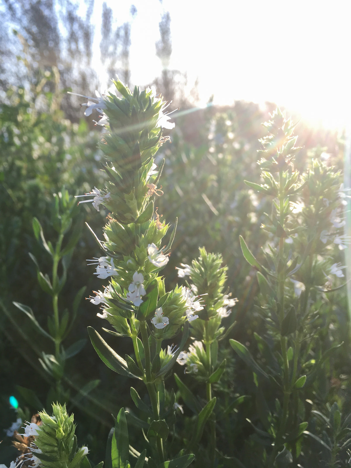 White Flowered Hyssop