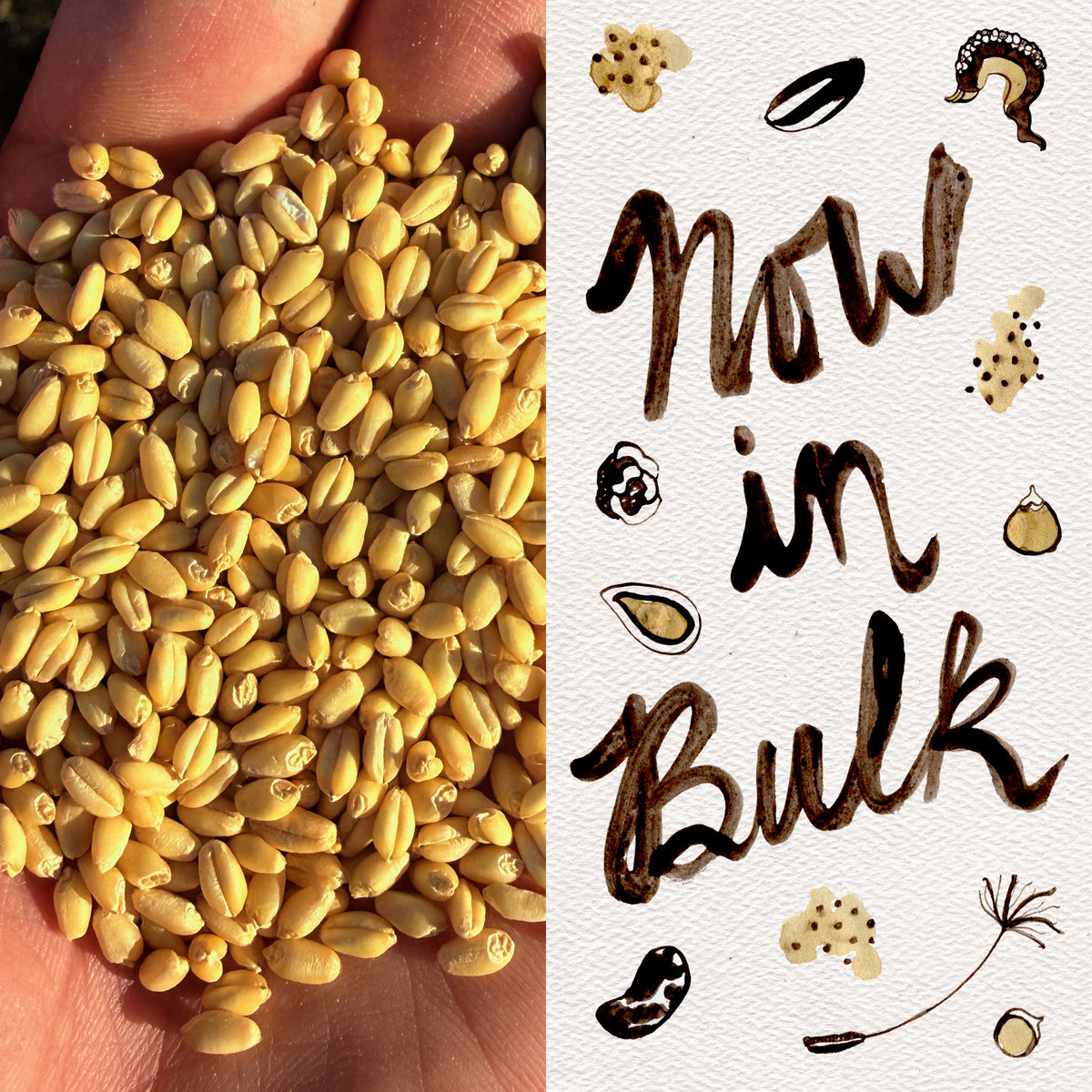 White Sonora Desert Wheat
