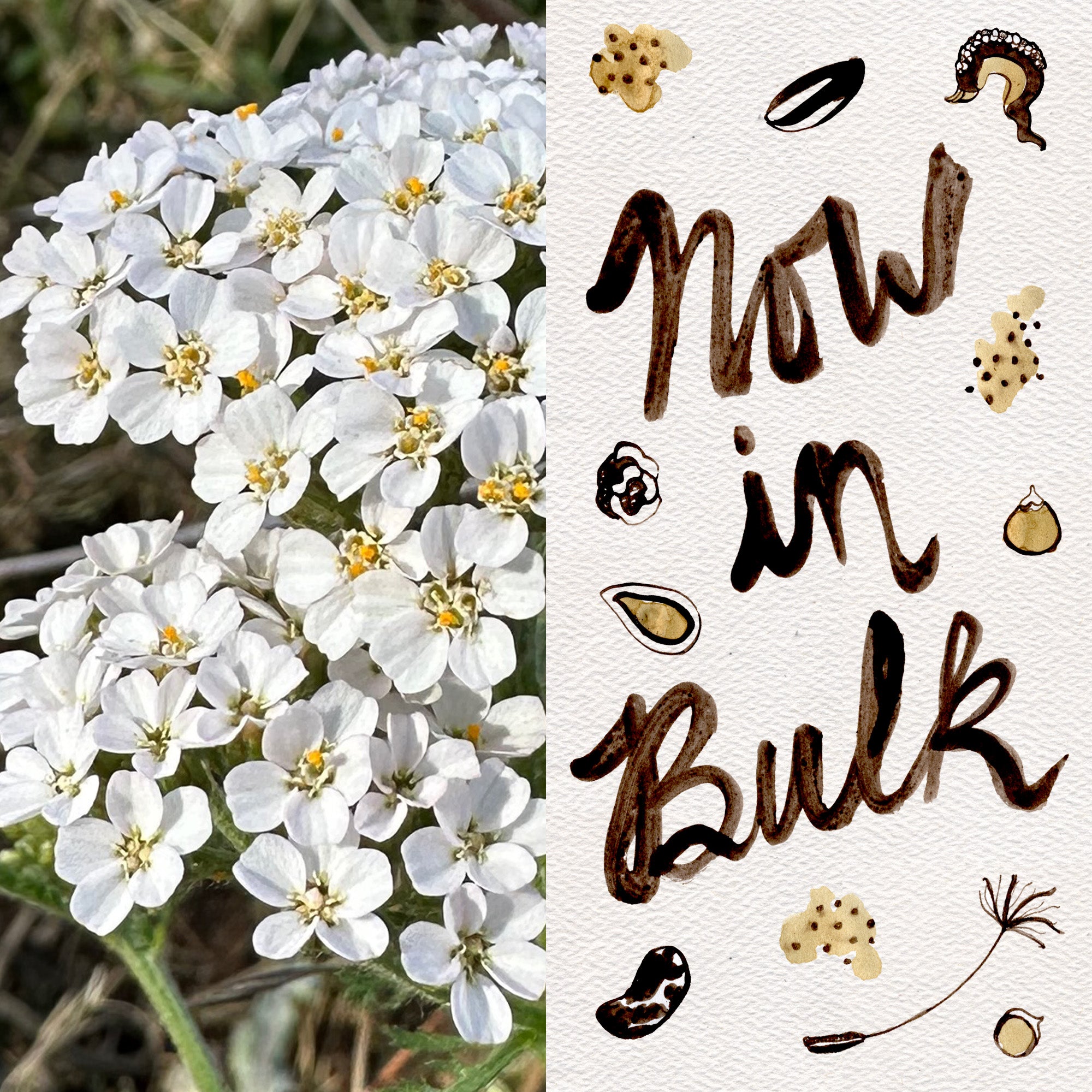 plant yarrow seeds White Yarrow Packet 150 Seeds (0.05 gram)