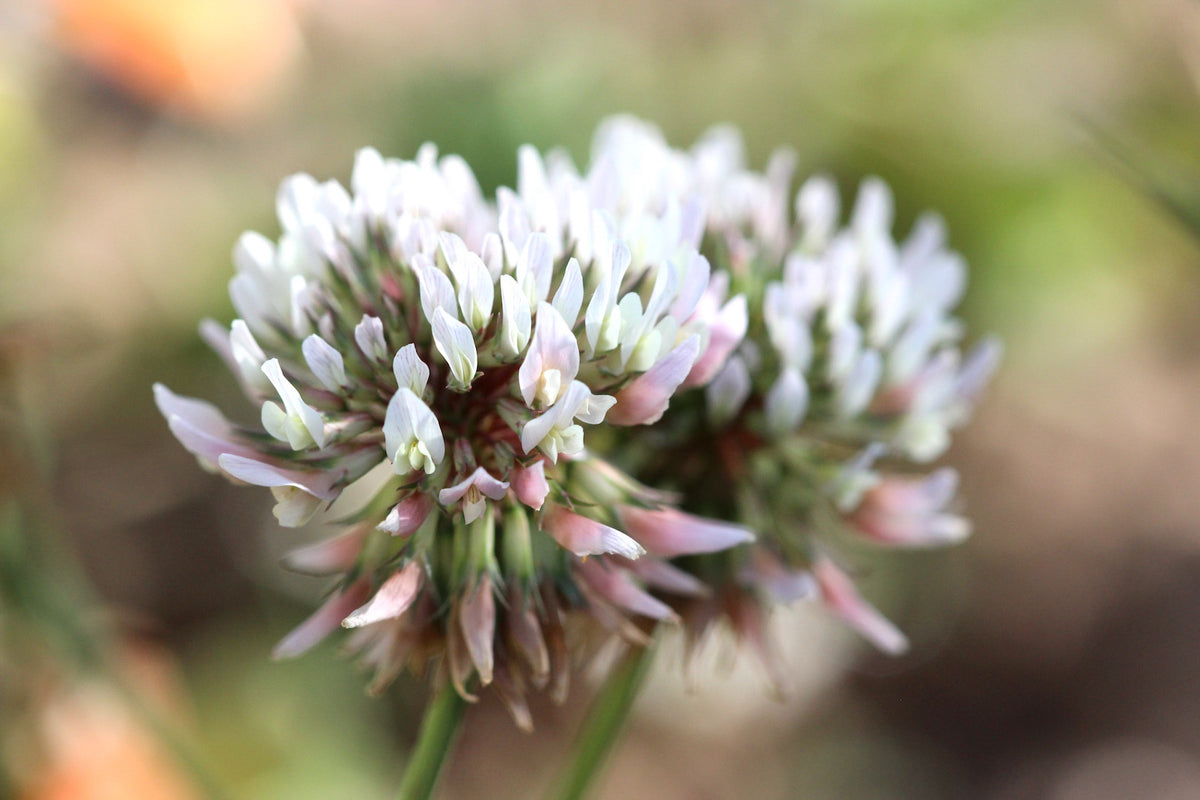 White Clover Blossom Macro
