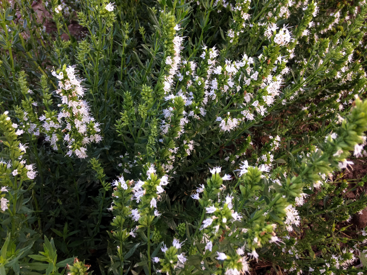 Hyssop Seed Collection - Three Packets