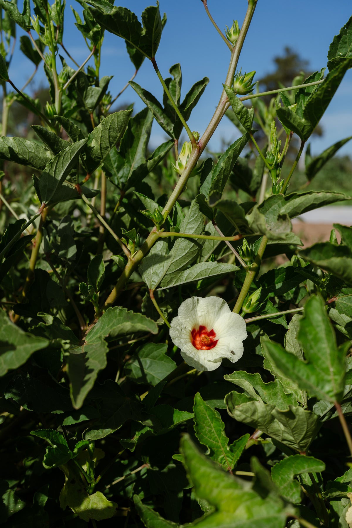 White Roselle Hibiscus