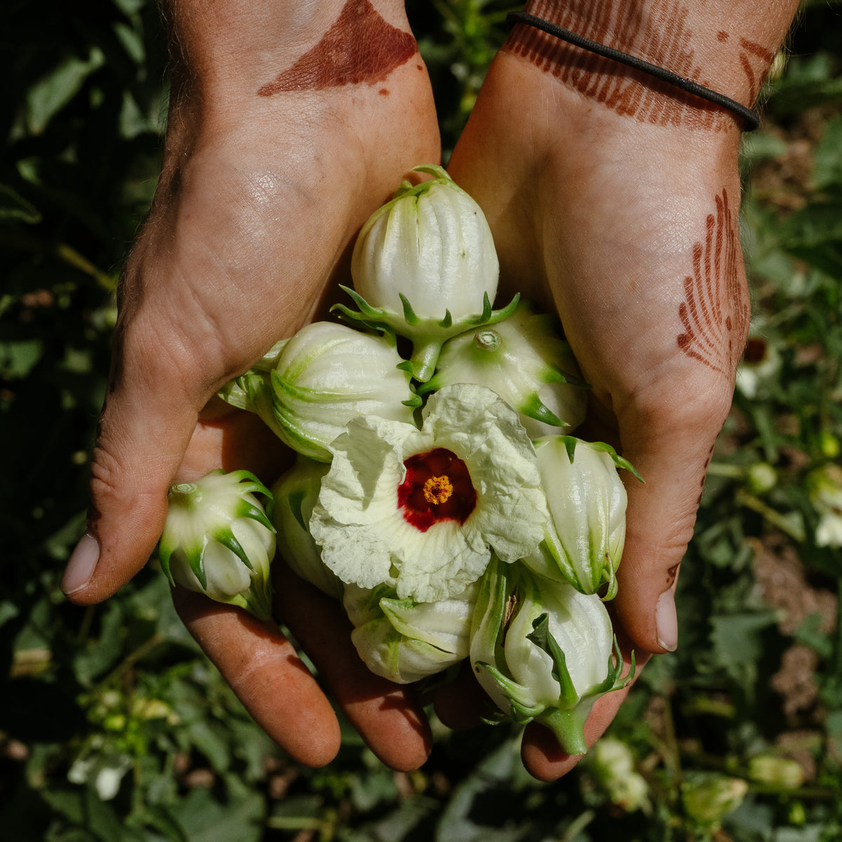 White Roselle Hibiscus