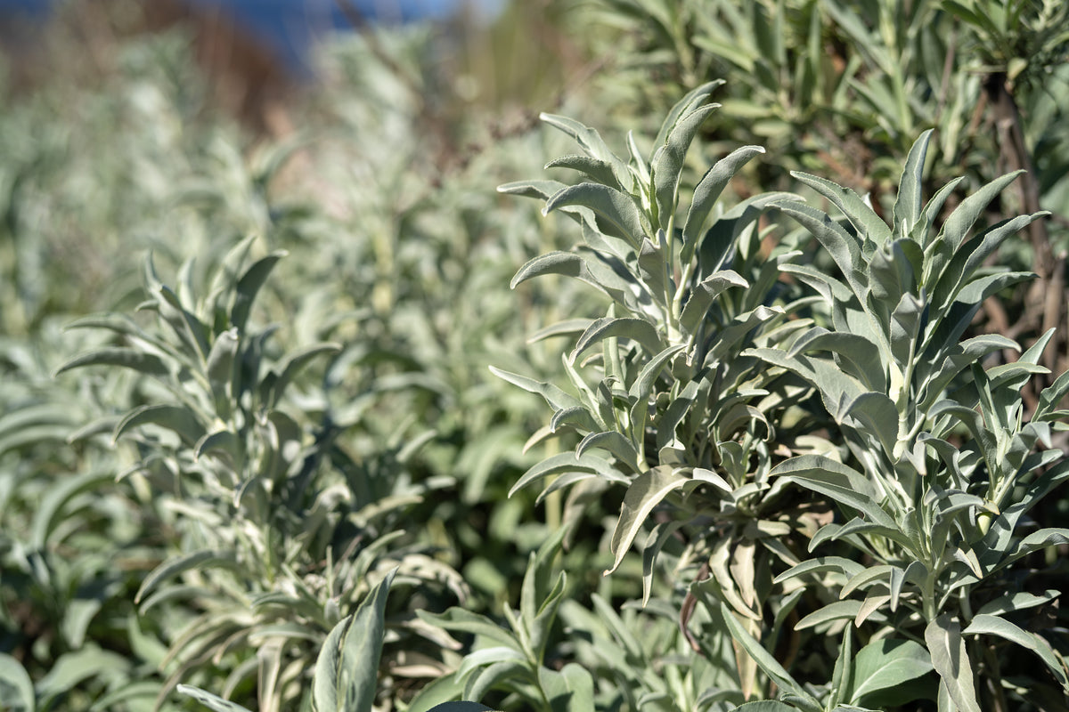 White Sage