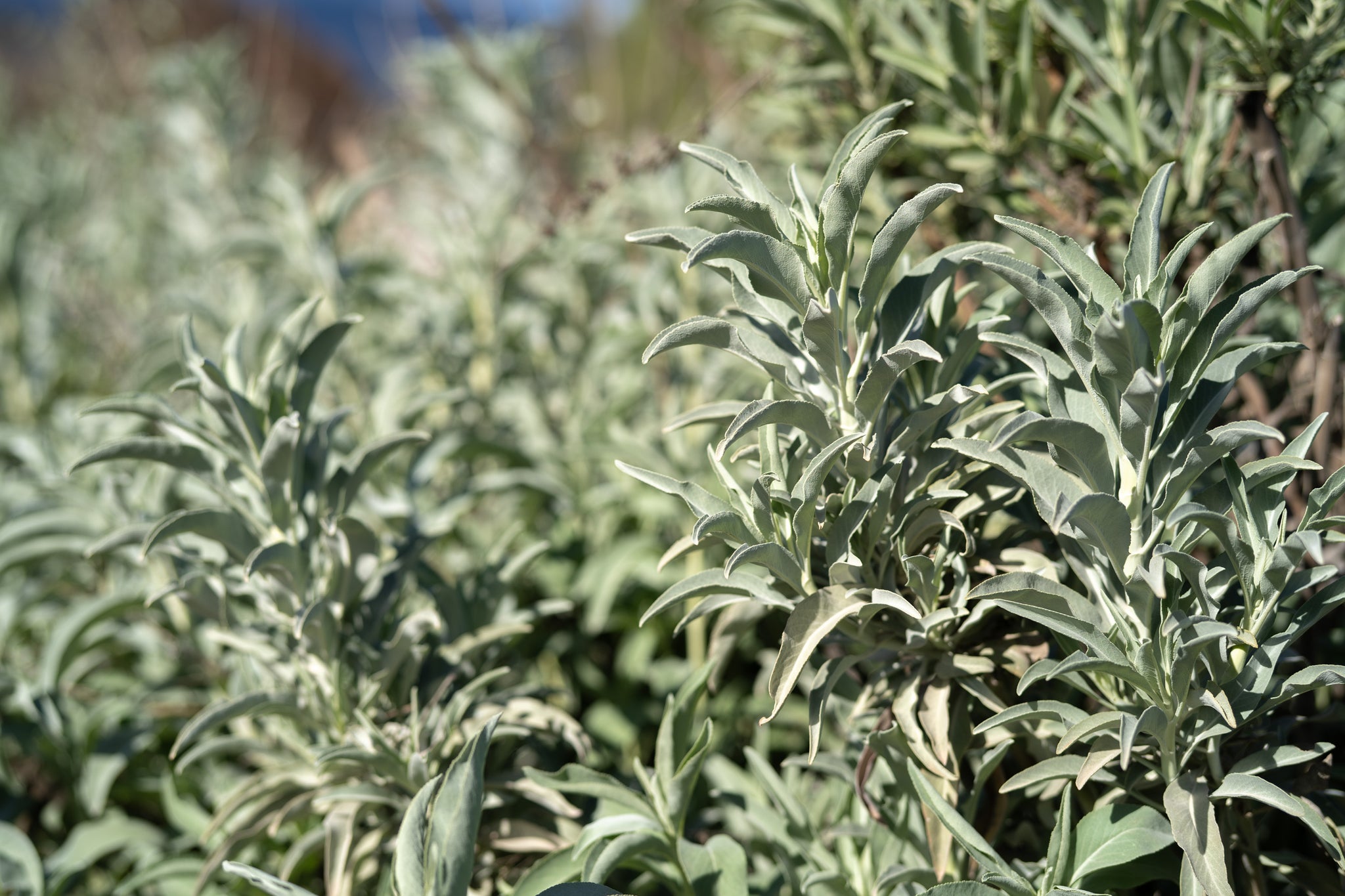 white sage indoor plant White Sage Seeds