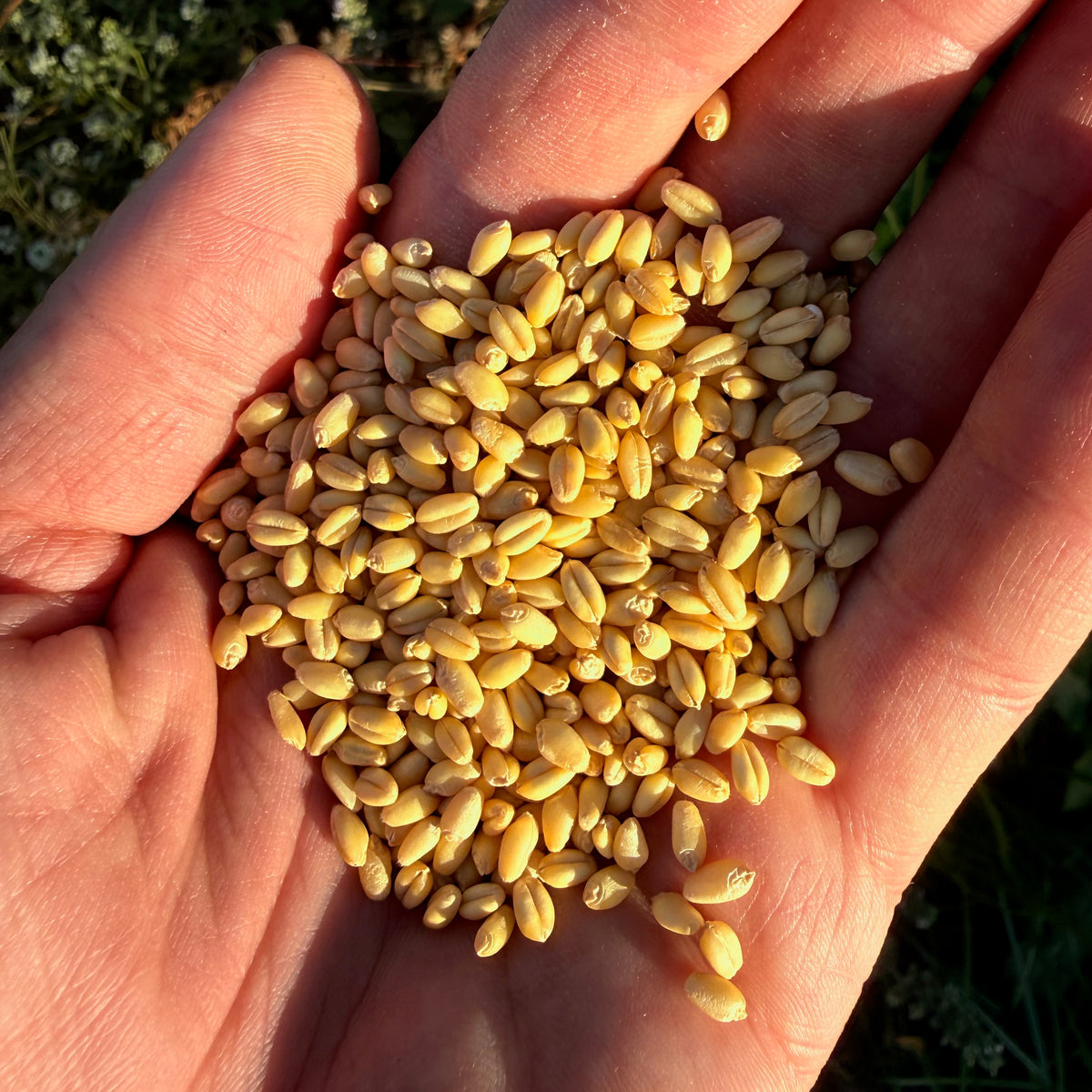 White Sonora Desert Wheat