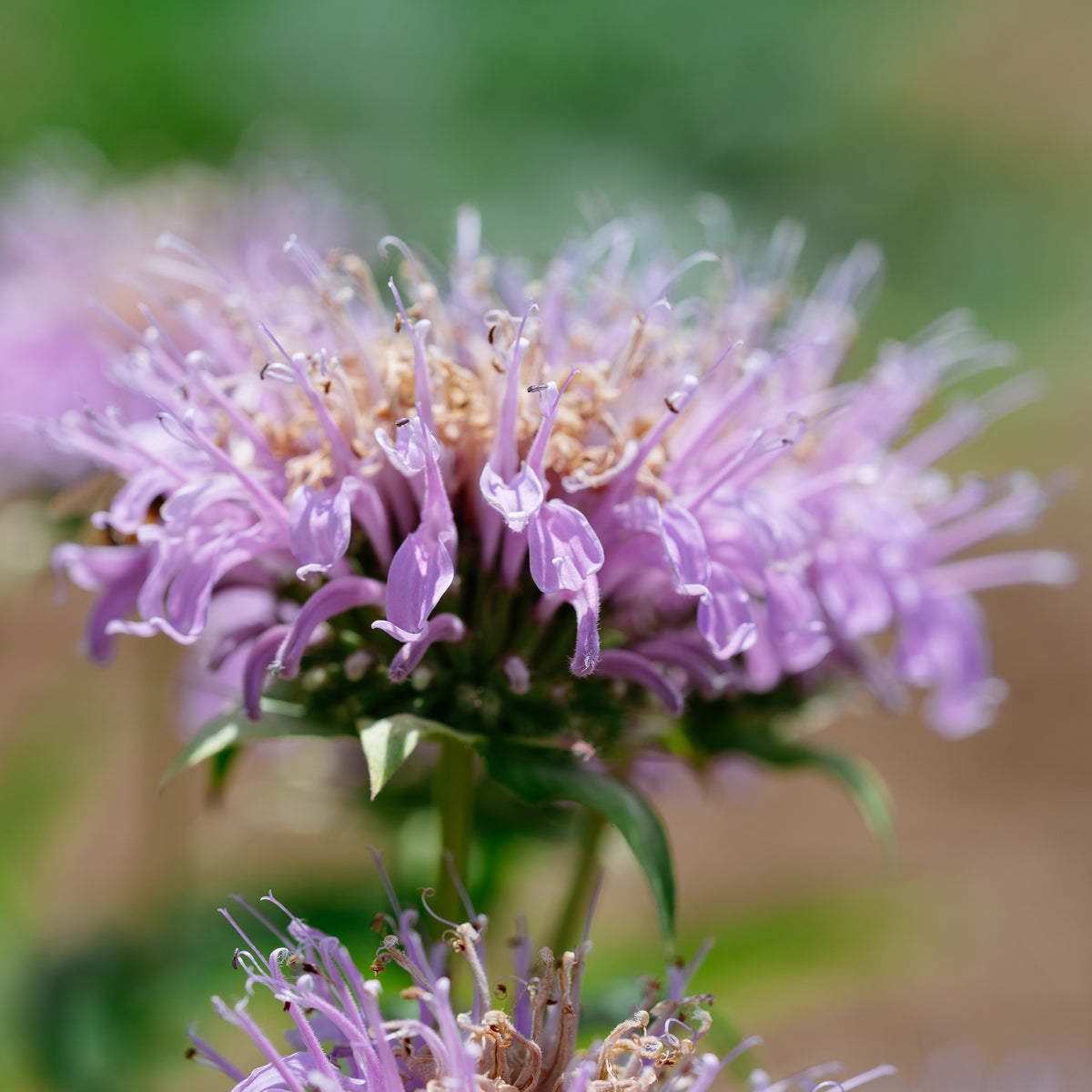 Bee Balm (Wild Bergamot Lavender)