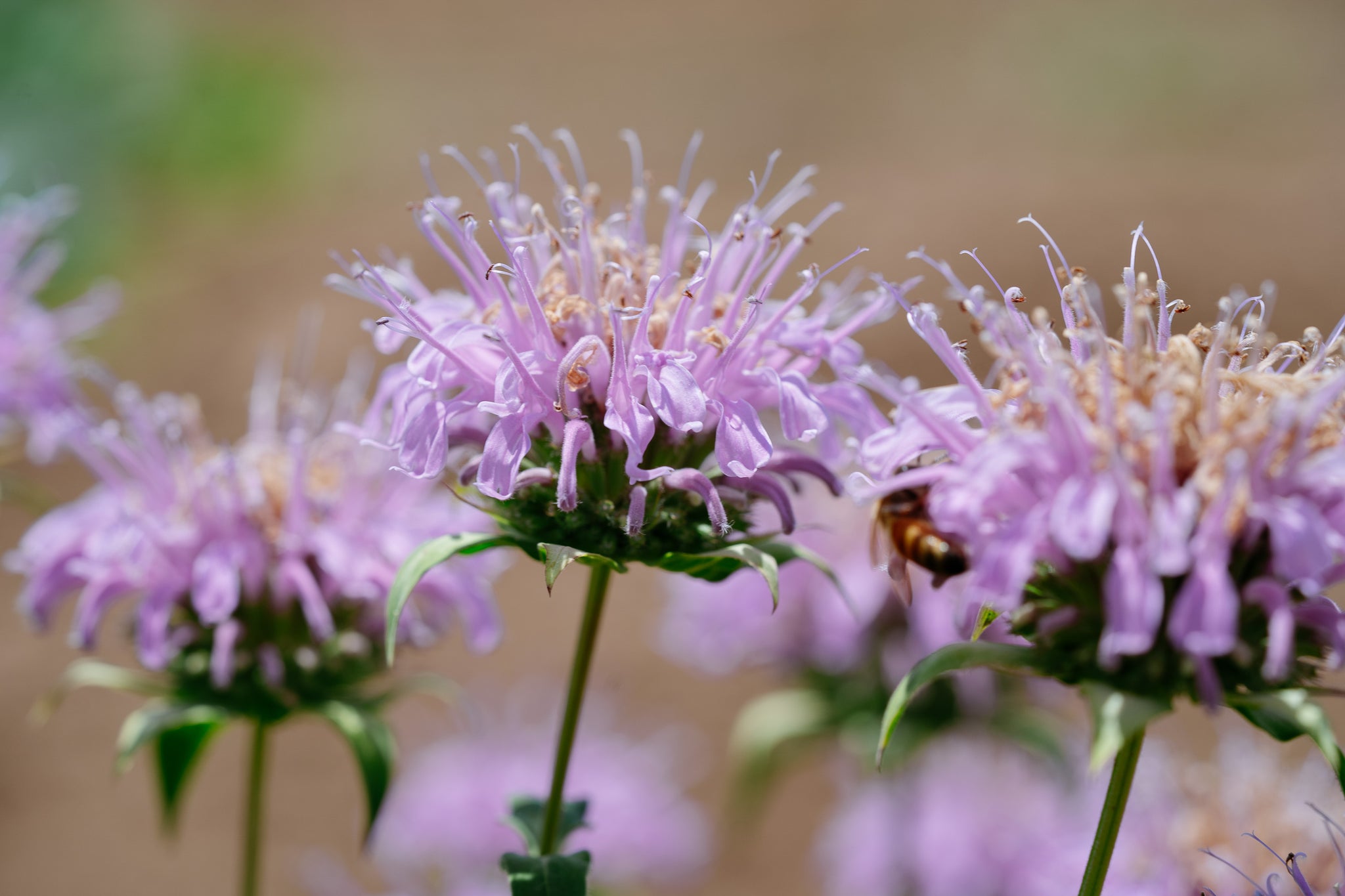 bergamot lavender plant Bee Balm Seeds
