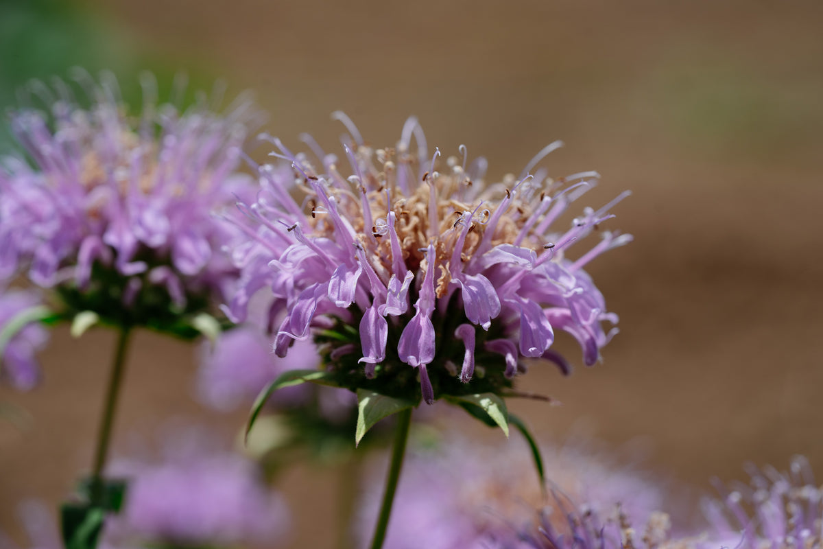 Bee Balm (Wild Bergamot Lavender)