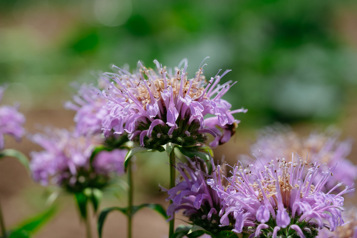 Bee Balm (Wild Bergamot Lavender)