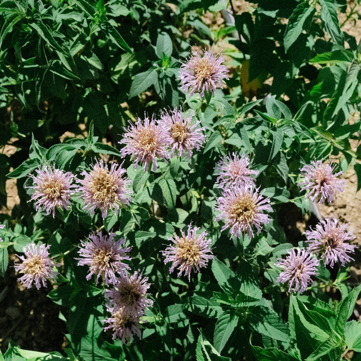 Bee Balm (Wild Bergamot Lavender)