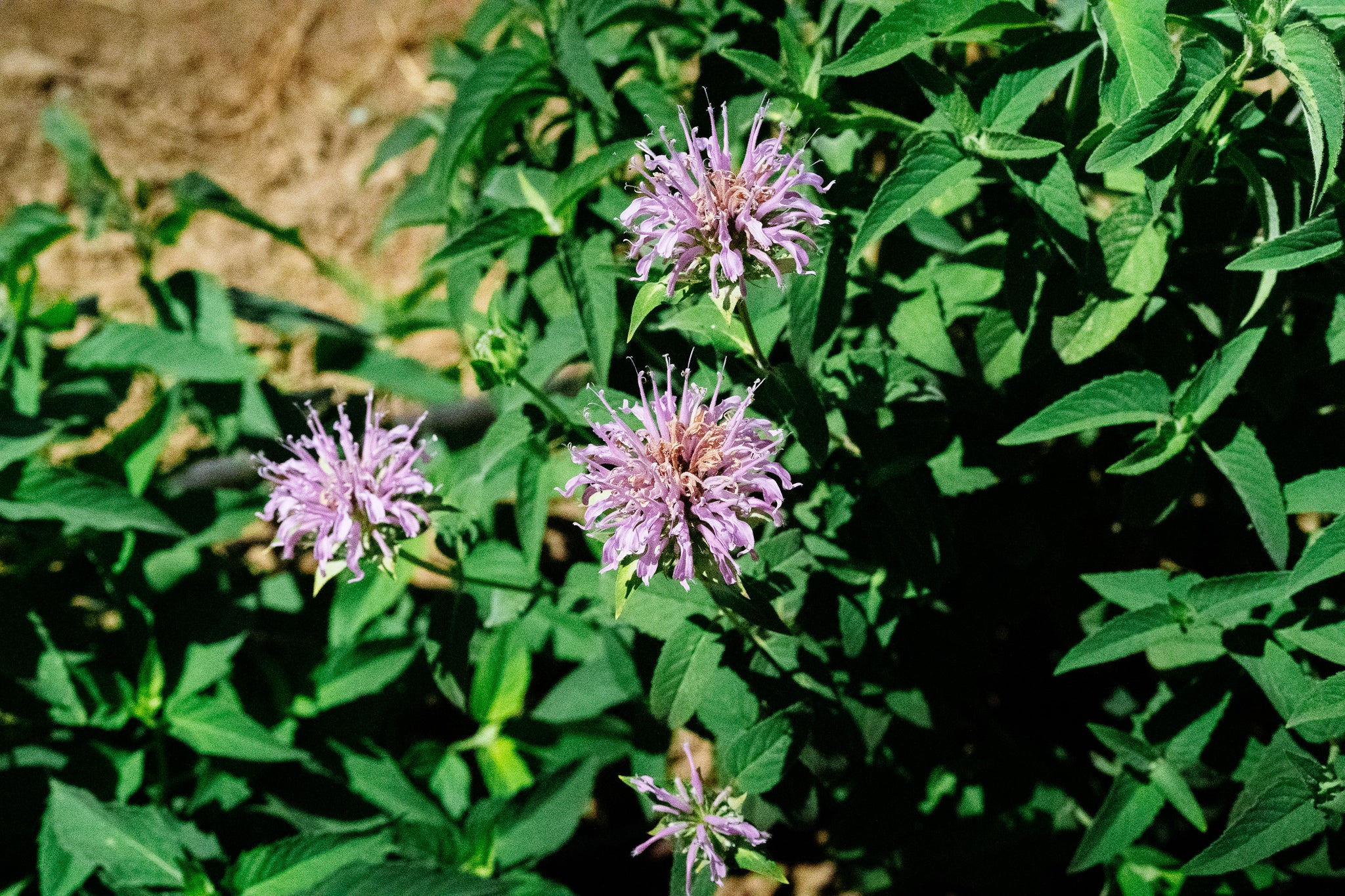 bergamot lavender plant Bee Balm Seeds