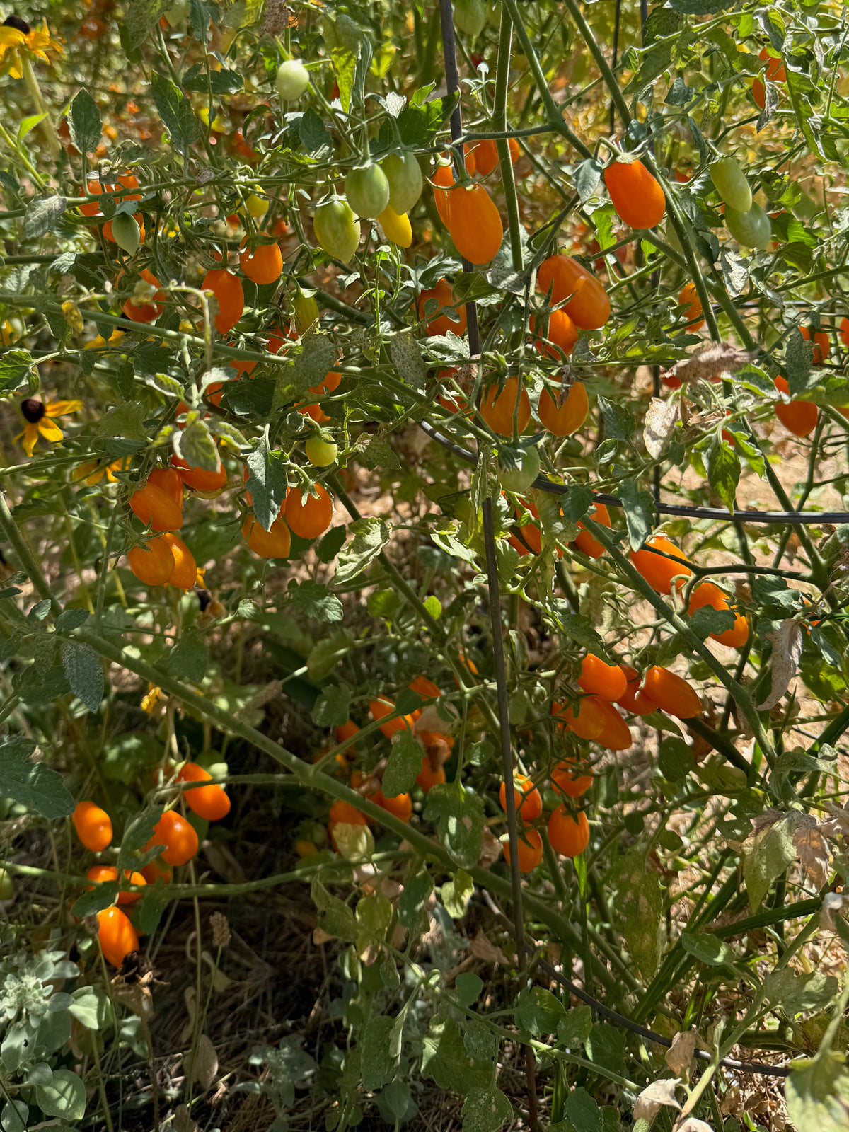 Sweet Yellow Datterino Tomato