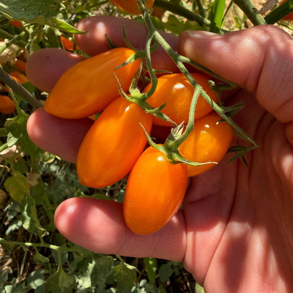 Sweet Yellow Datterino Tomato