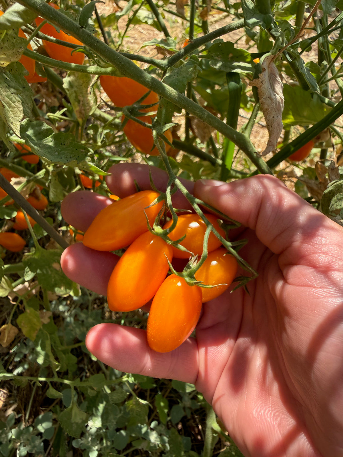 Sweet Yellow Datterino Tomato