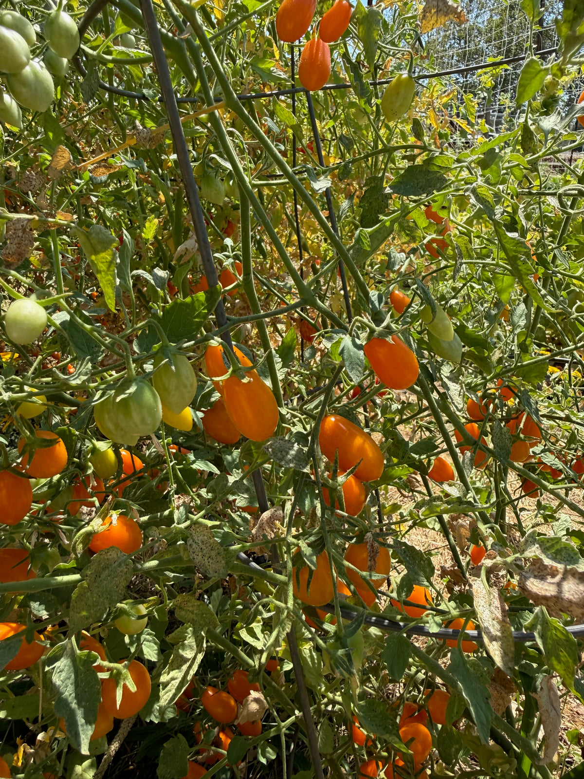 Sweet Yellow Datterino Tomato