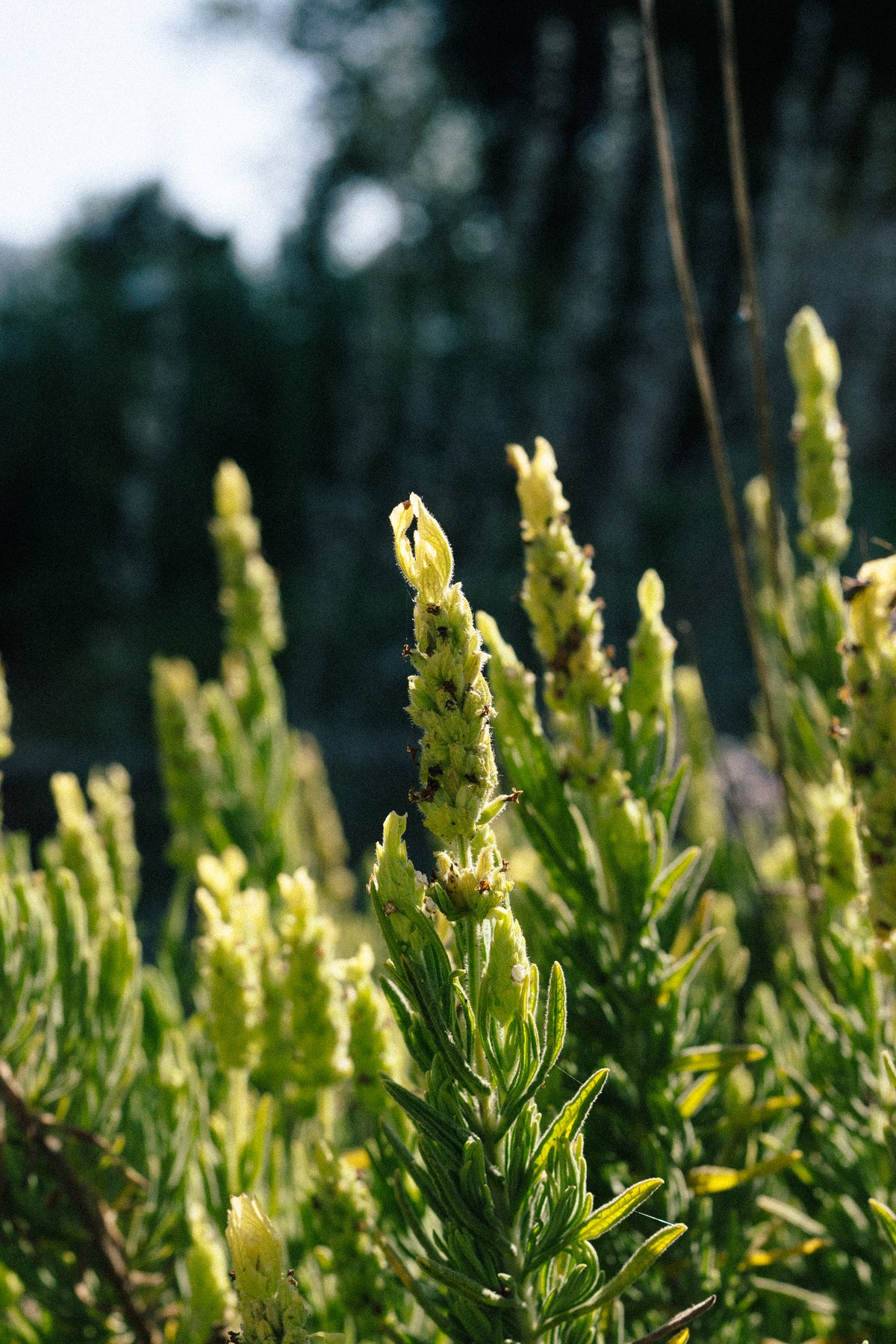Yellow Flowered Spanish Lavender