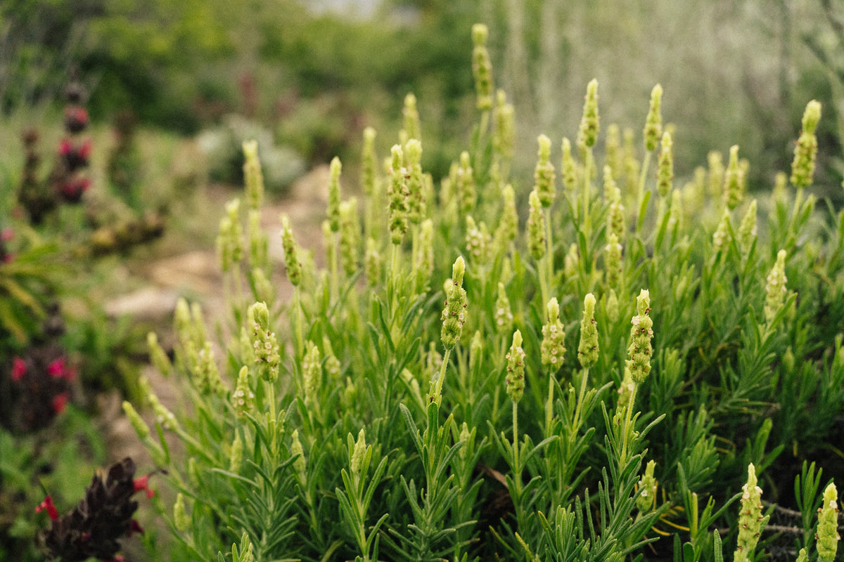 Yellow Flowered Spanish Lavender
