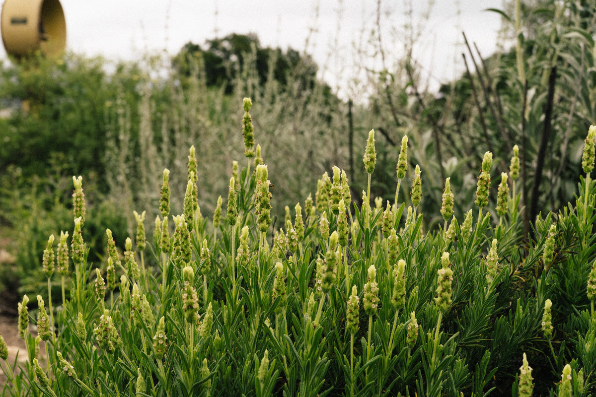 Yellow Flowered Spanish Lavender