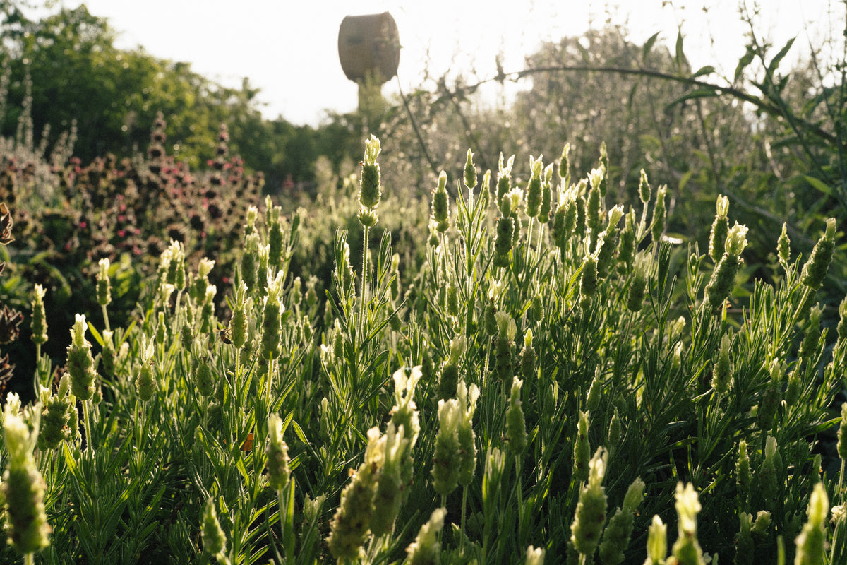 Yellow Flowered Spanish Lavender