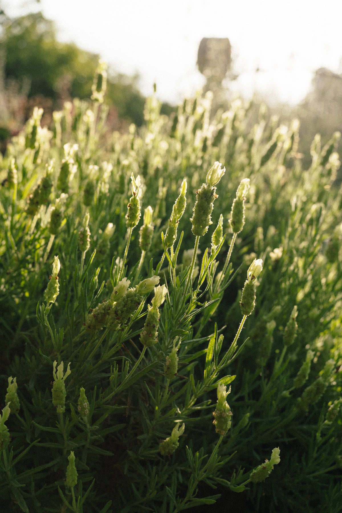 Yellow Flowered Spanish Lavender