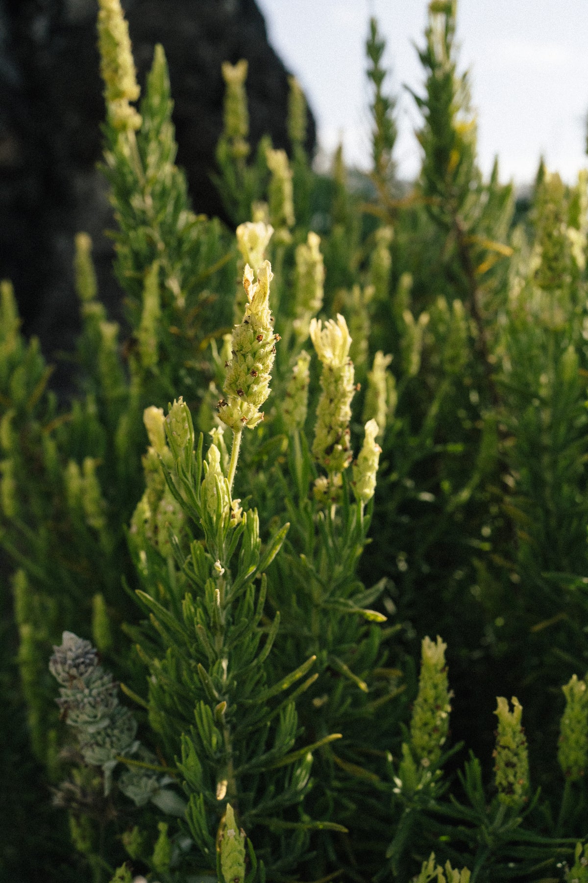 Yellow Flowered Spanish Lavender