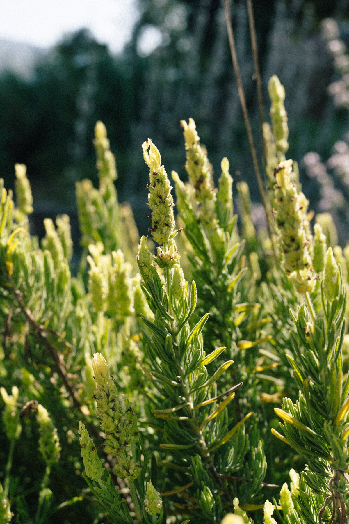 Yellow Flowered Spanish Lavender