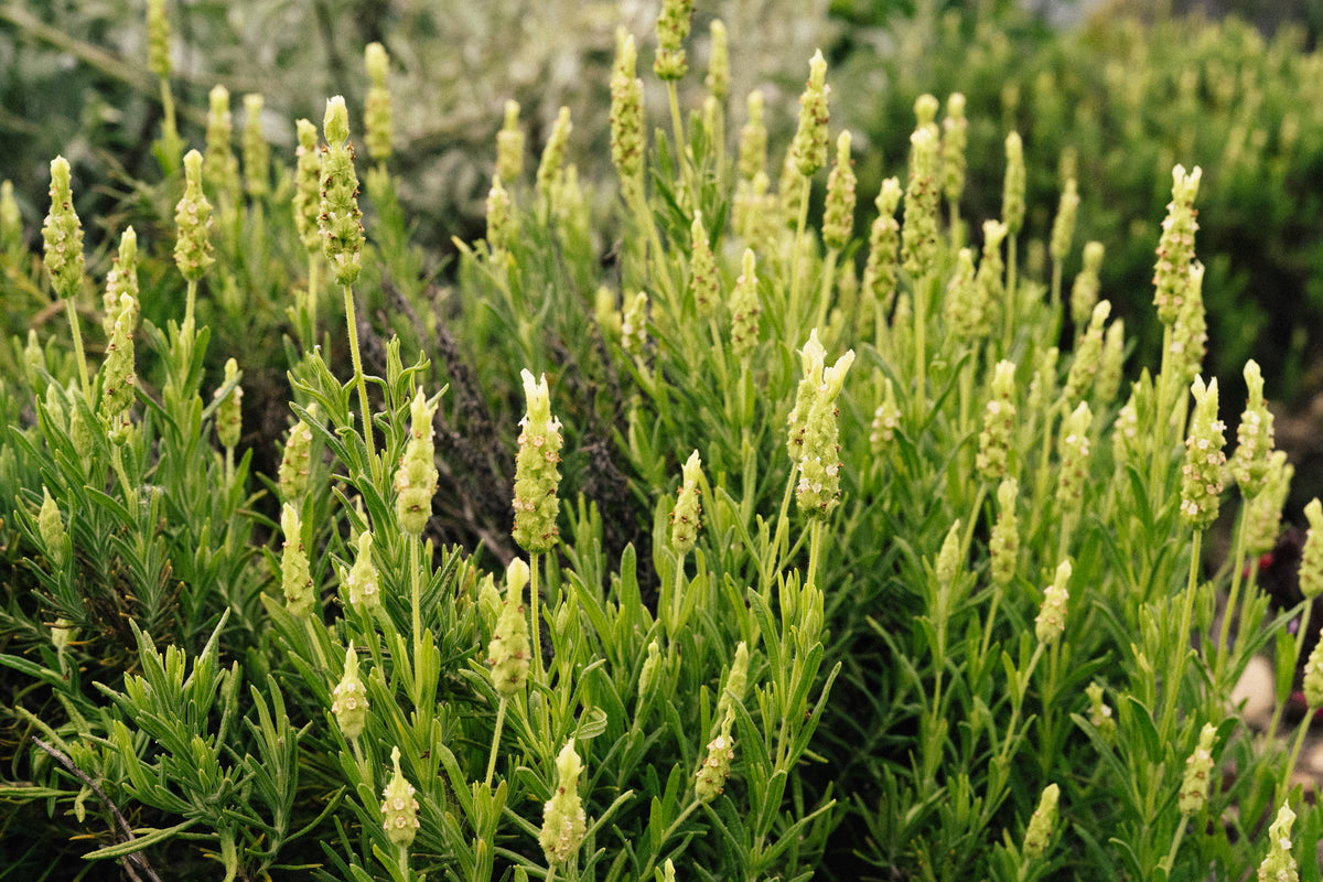 Yellow Flowered Spanish Lavender