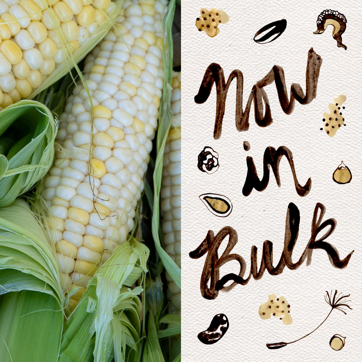 Zanadoo Sweet Corn