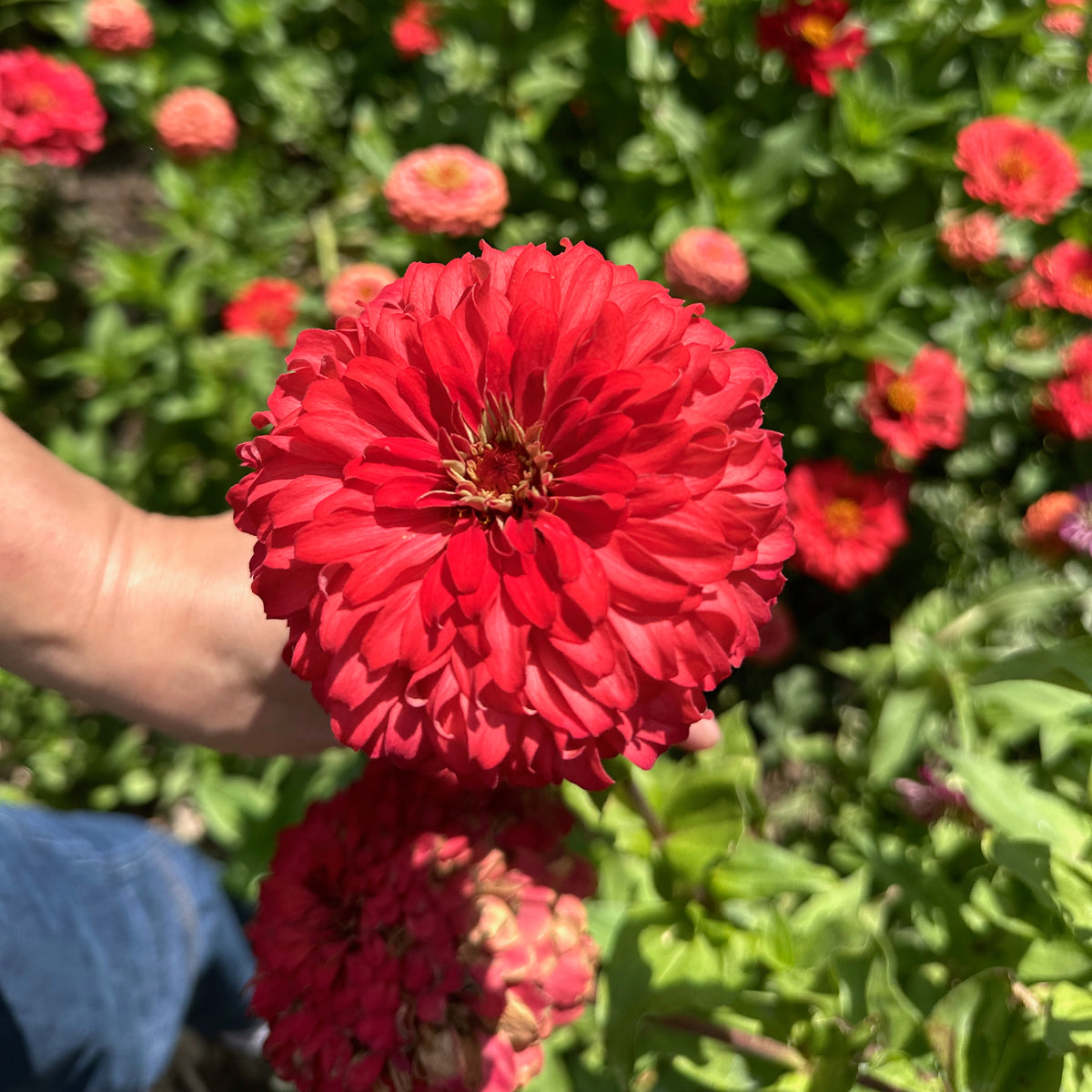 Zinnia, Red Zinnia Flower