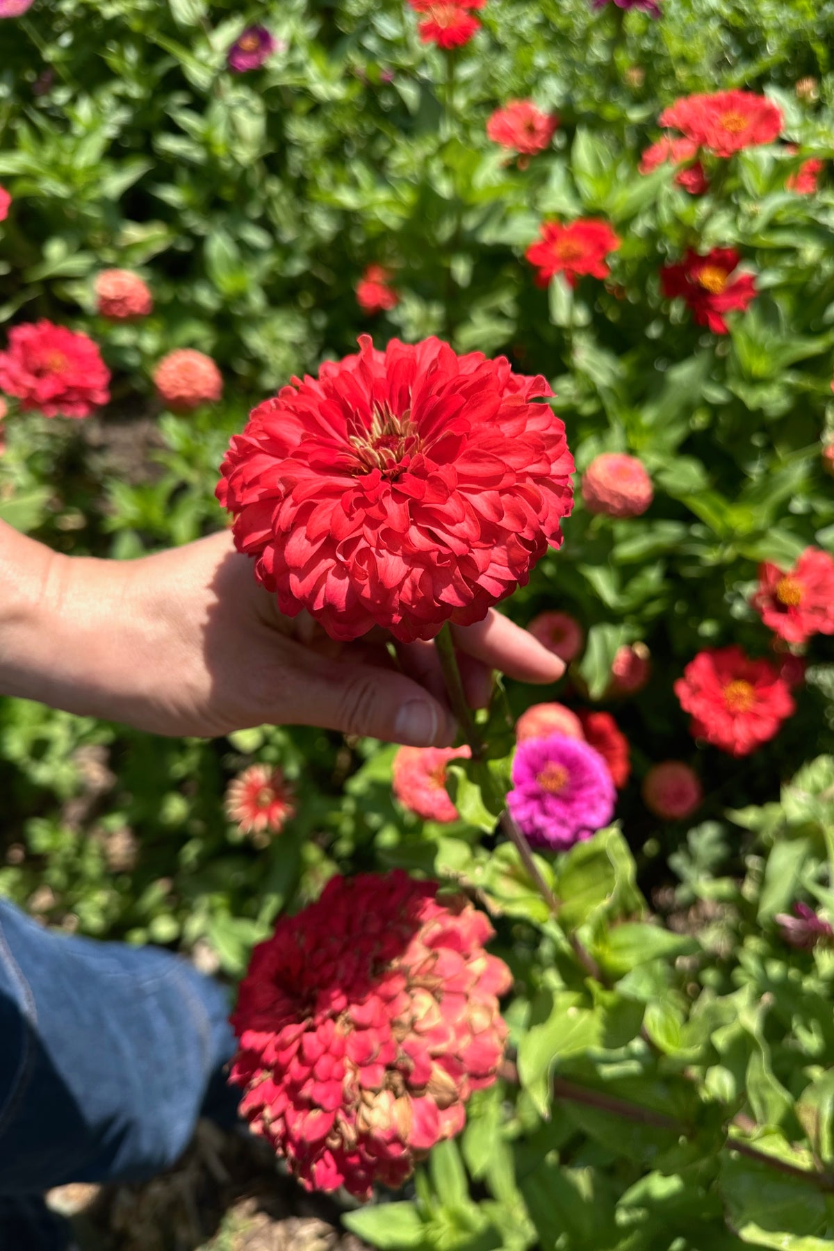 Zinnia, Red Zinnia Flower
