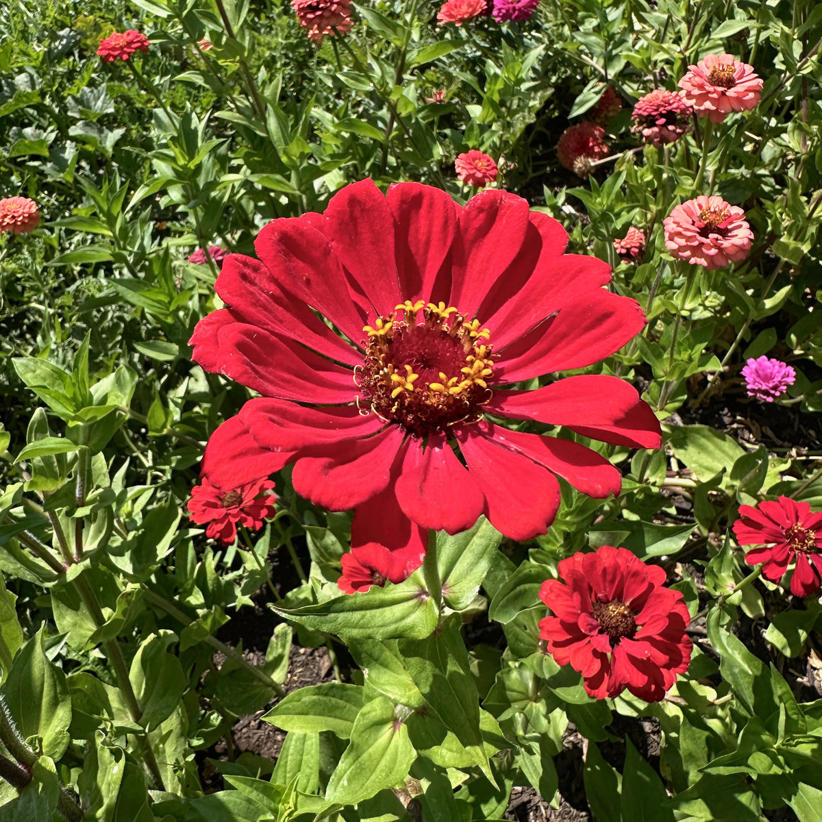 Zinnia, Red Zinnia Flower