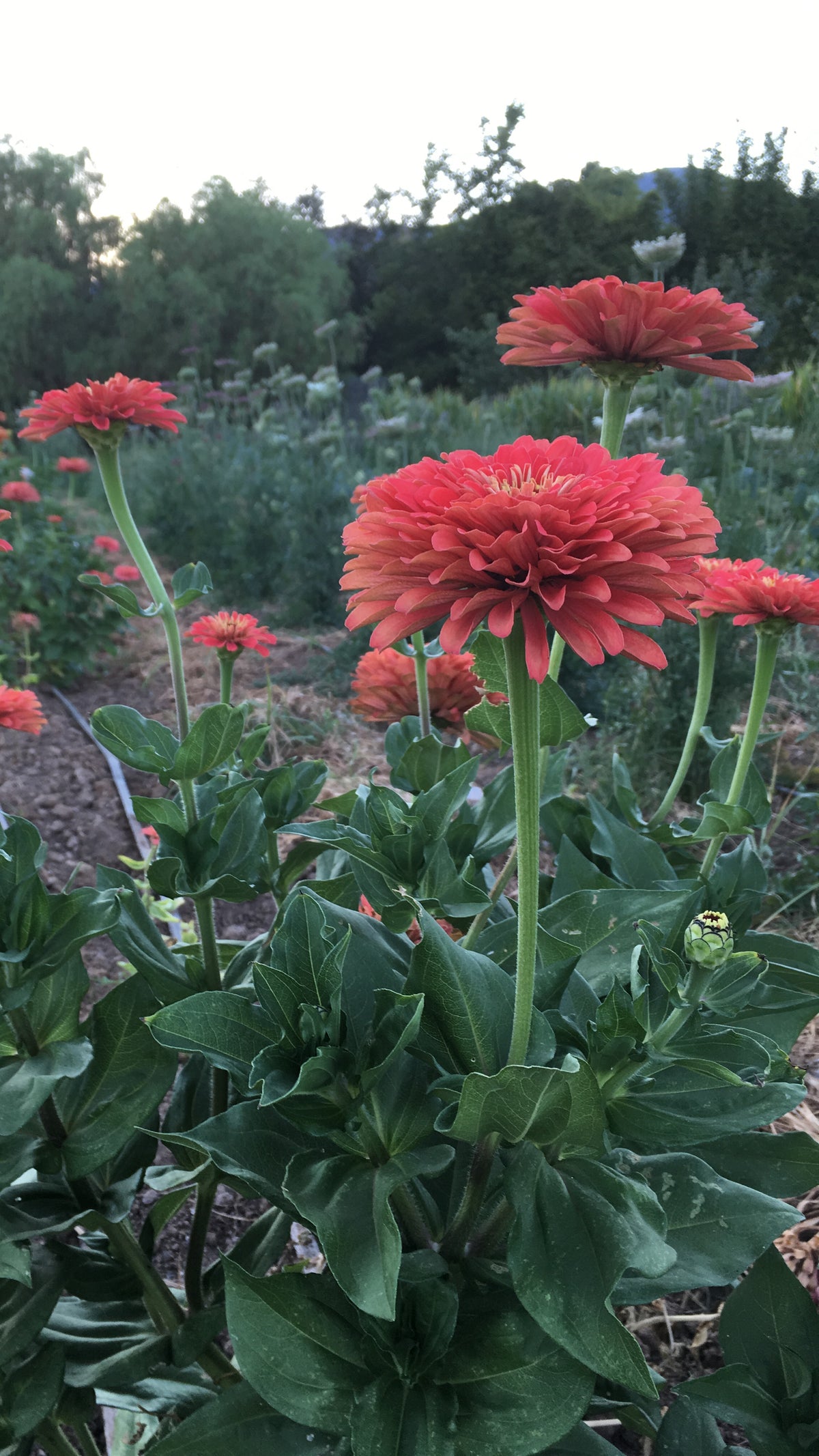 Coral Zinnia in bloom in field