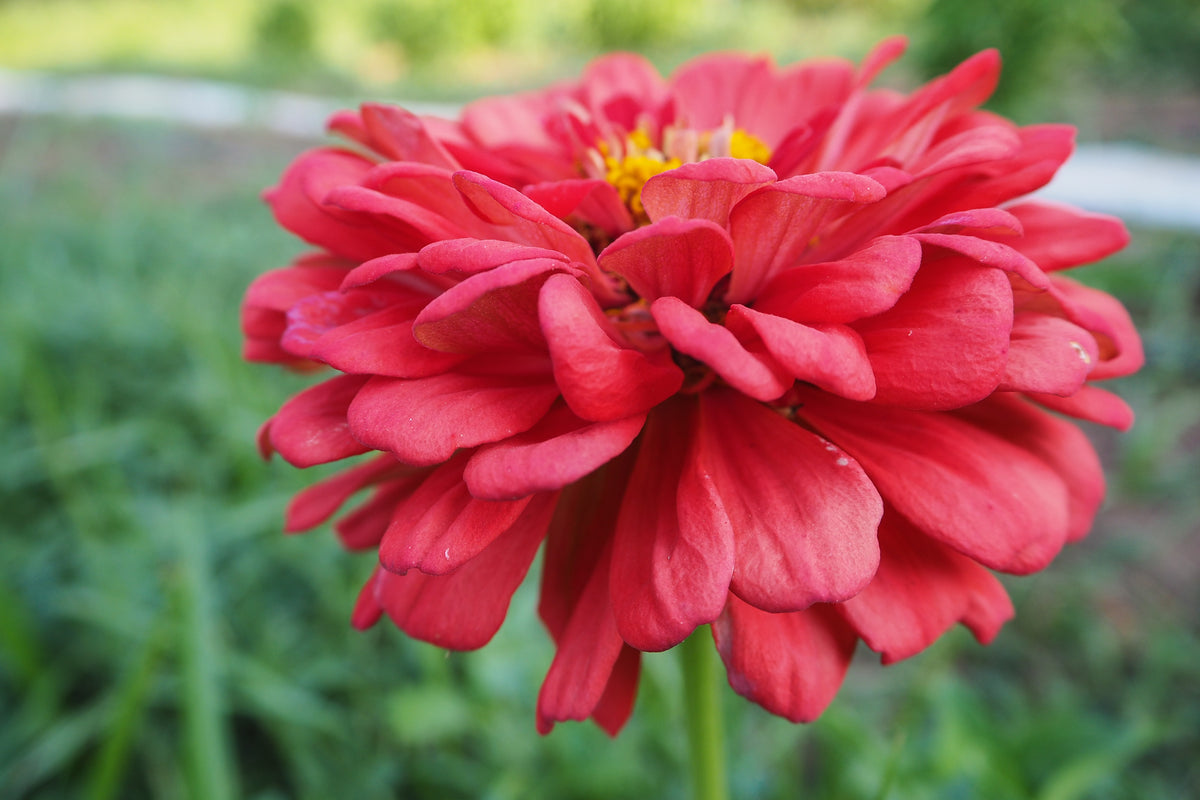 Coral Zinnia Flower closeup