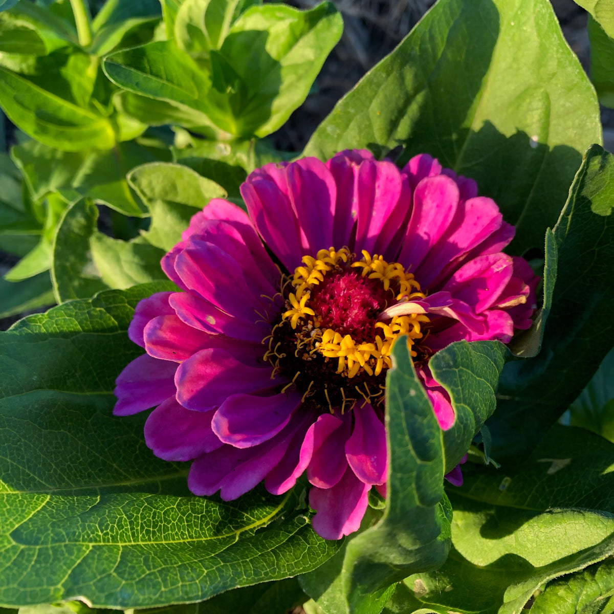 Giant Violet Zinnia Flower