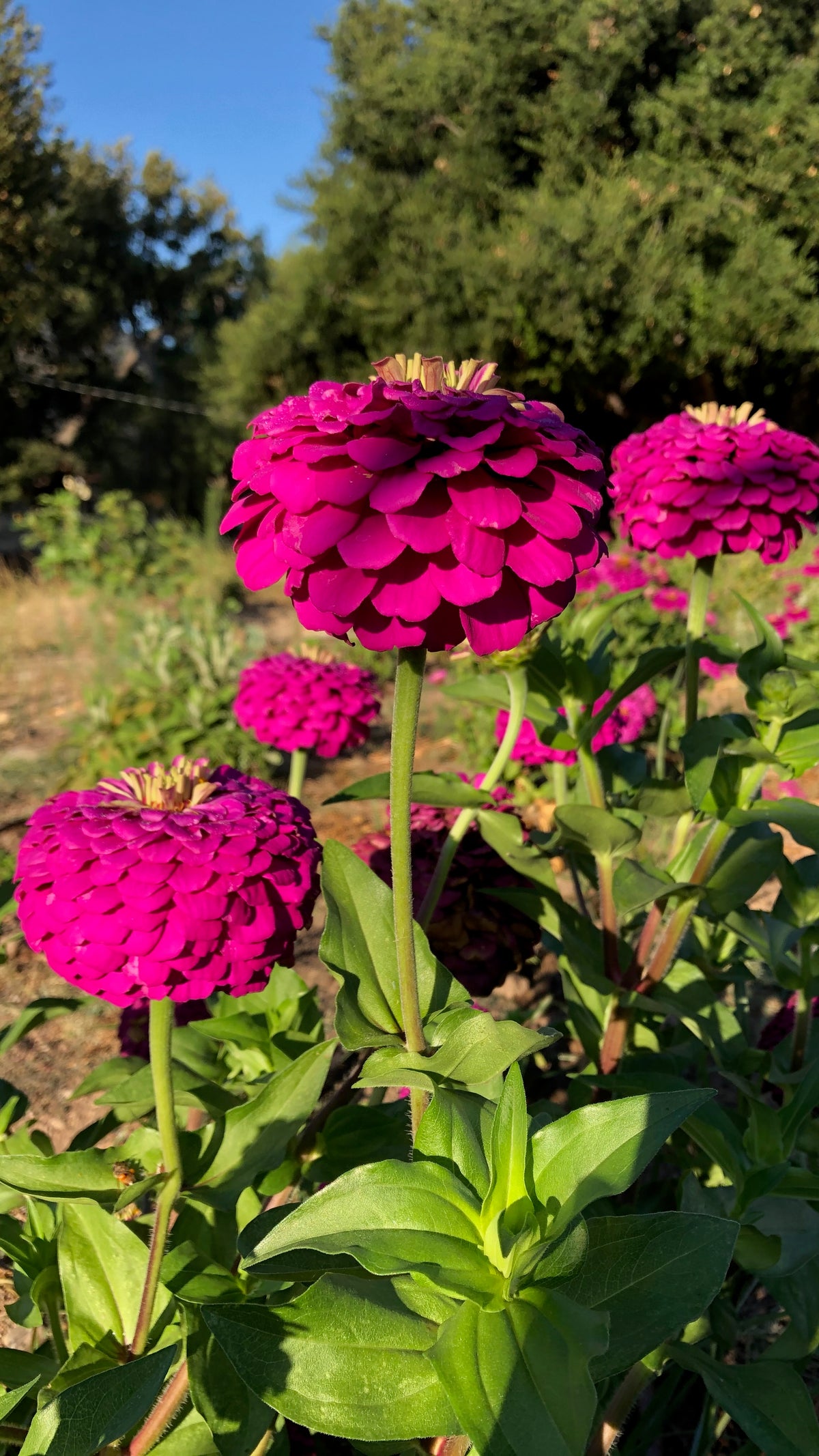 Giant Violet Zinnia Flower