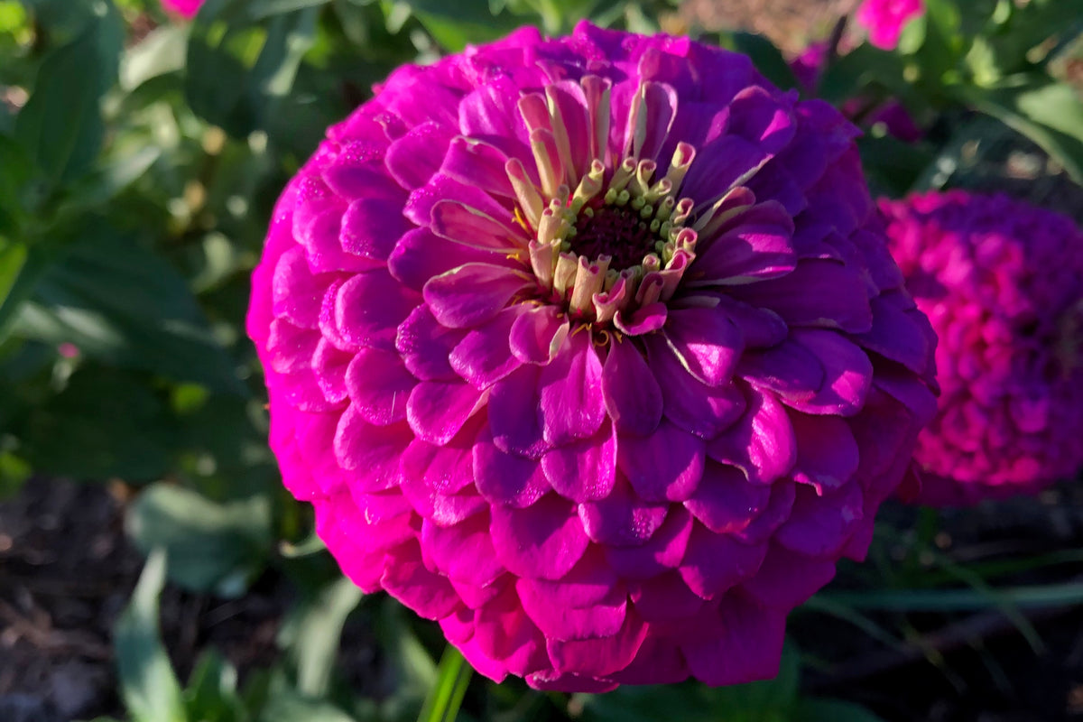 Giant Violet Zinnia Flower