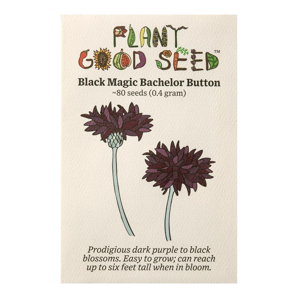 Black Magic Bachelor&#39;s Button / Cornflower