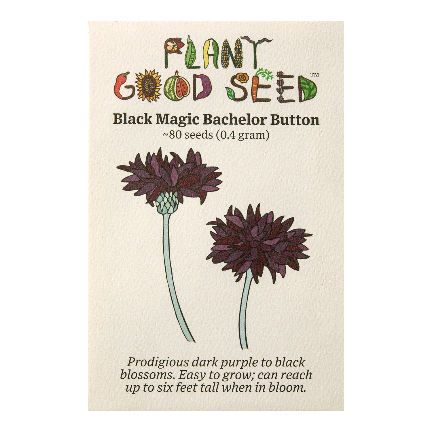 planting bachelor button seeds Black Magic Bachelor Button / Cornflower Seeds