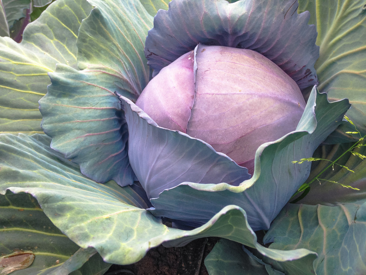 Red Express Cabbage
