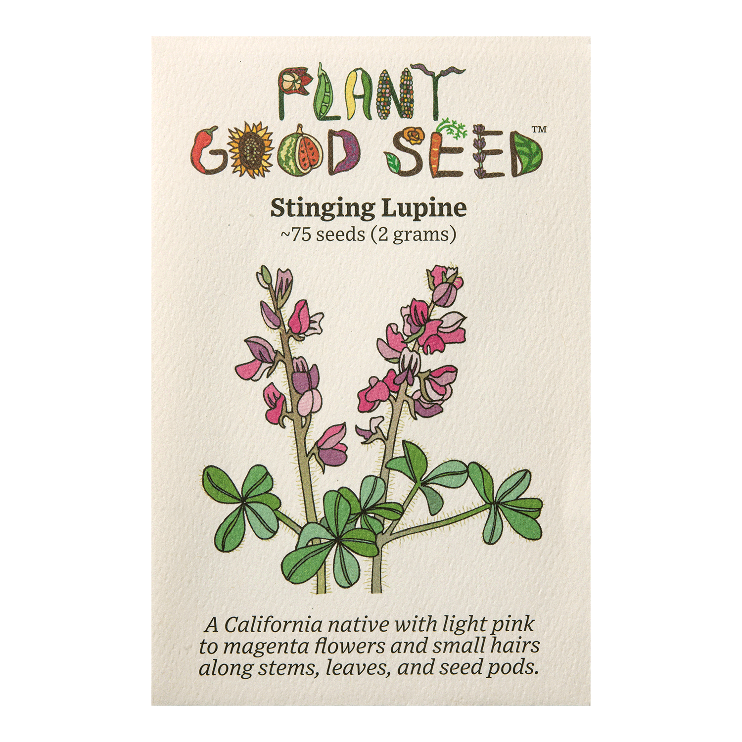 lupine plant seeds Stinging Lupine Seeds