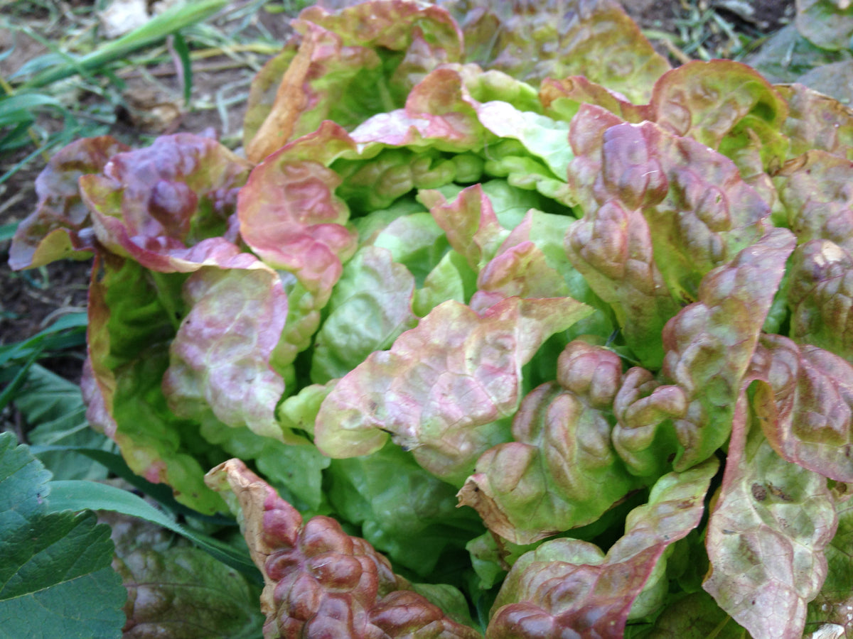 Speckled Butterhead Lettuce